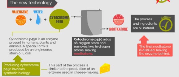 valencene; nootkatone; cytochrome p450; fermentation; synthetic biology